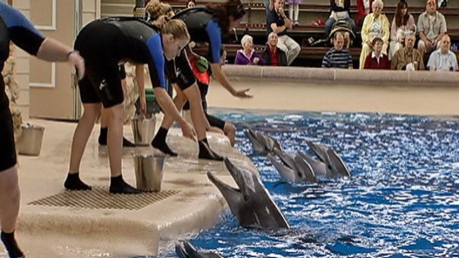 Nea, a 4-year-old bottlenose, died shortly before her 1 p.m. appearance Monday in what officials said was a 