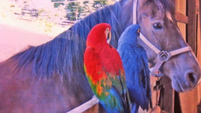 Bufford the parrot was stolen from a north side Chicago yard last week. Marion Brooks reports.
