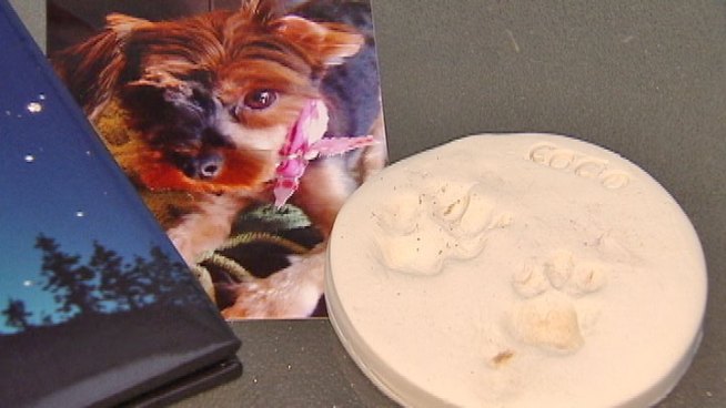 A 3.5 pound Yorkshire Terrier was snatched Tuesday along the Illinois Prairie Path.