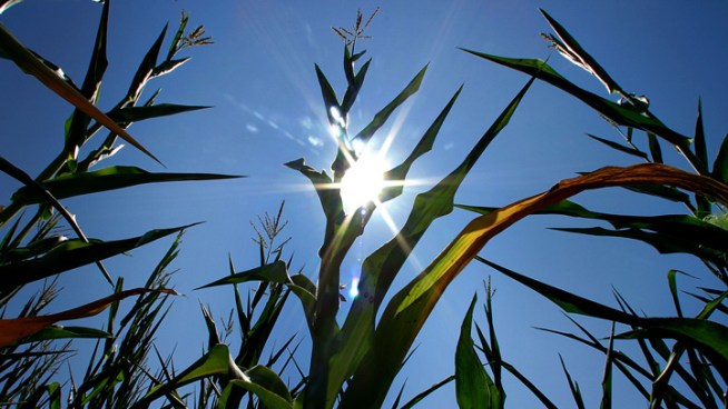 The Illinois Public Interest Group says too much taxpayer money is being sent to crops that end up as junk food and not enough is being spent on subsidies for healthier crops. Charlie Wojciechowski reports.