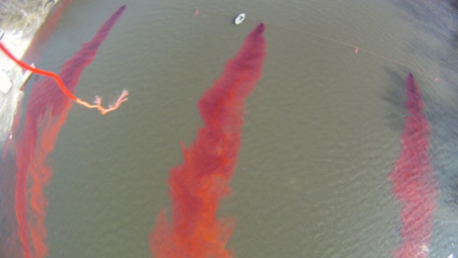 Scientists want to know if Asian carp eggs and other invasive species can migrate through groundwater to Lake Michigan.