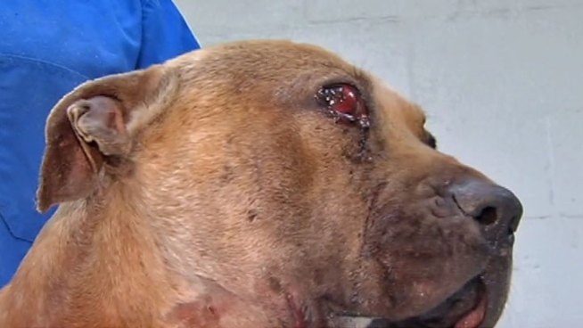 Eight men are in custody, including one facing charges of attempted murder, after a tip to police led authorities to a dog fight in Dolton. Phil Rogers reports.