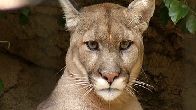 Animal thought to be a cougar was spotted around 8:30 p.m. Monday on the 1300 block of Willow Road near Winnetka's public works facility, police said. Christian Farr reports.