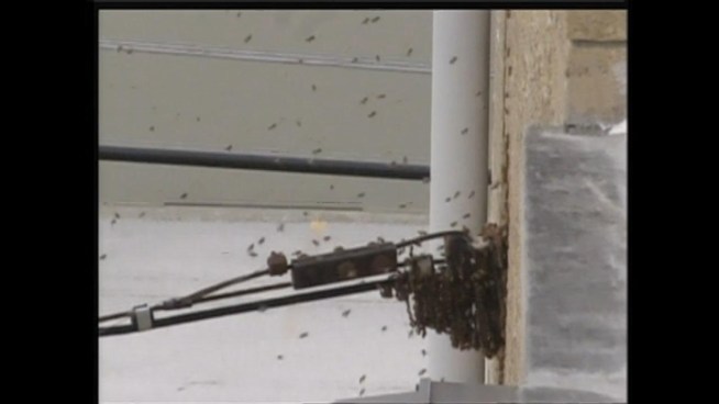 Forest Glen Apartments resident Lorna Shaw shows bees swarming a wire outside her LaGrange Park home two weeks ago. The bees made their way inside her apartment after their nest was sealed into the building wall.
