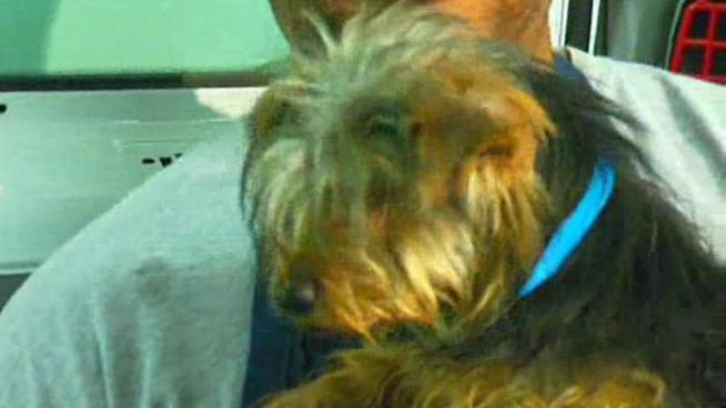 Twenty-seven dogs rescued from puppy mills in <a title=