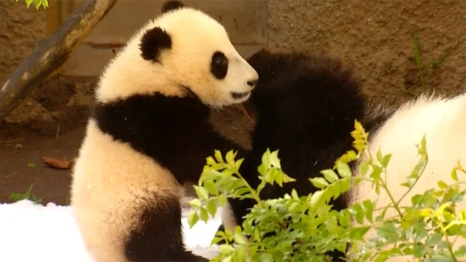 The San Diego Zoo panda cub Xiao Liwu had a snow day on Tuesday afternoon when zookeepers put snow in the panda enclosure.
