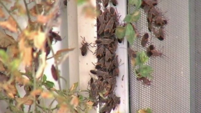 Experts say you shouldn't worry about the boxelder bugs, but that's little comfort for people whose homes have been covered or invaded by them for weeks. Lauren Jiggetts reports.