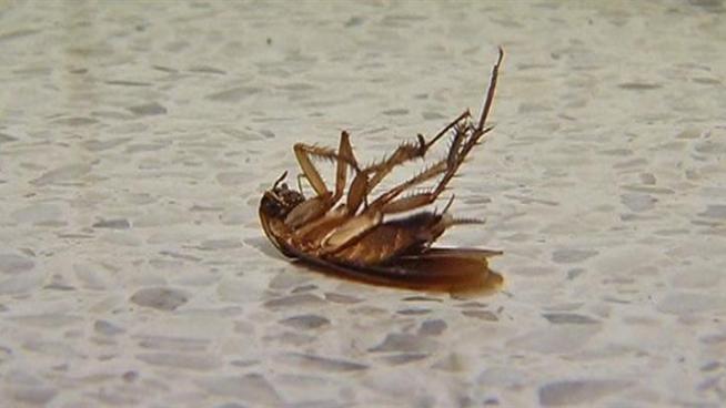 Options are being reviewed to move city clerk staffers from their basement-level offices and away from the cockroaches, leaky plumbing and stagnant air they currently deal with on a day-to-day basis.