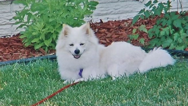 Dog owner Dennis Adkins was left heartbroken after his dog Cleo, a nine-year-old female Pomeranian, died of kidney failure last month. A spokesperson for the Waggin' Train brand of treats maintains the snacks 