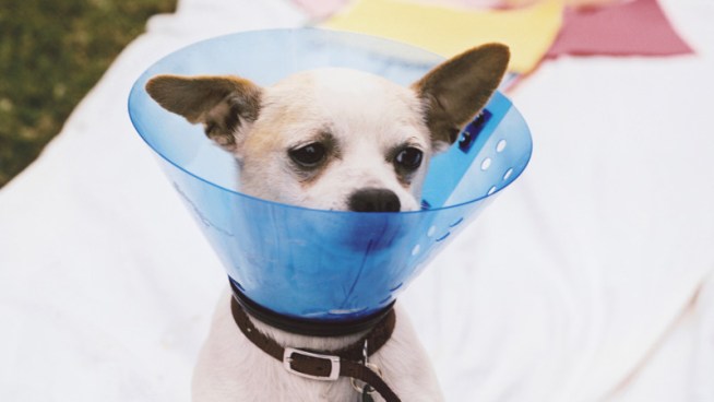 Dogs and Cats: The Fix is In