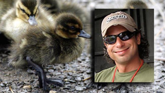 May 31, 2011: A Naperville animal lover was fatally struck Monday on the Tri-State Tollway after he got out of his car to help a family of wild ducklings off the road.