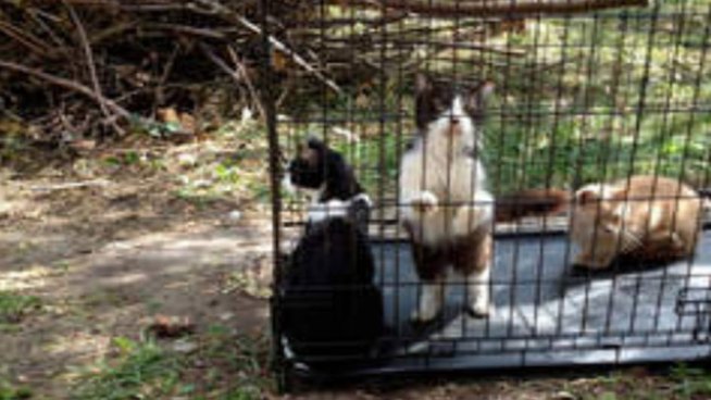 Cats found alive where nearly 60 others were found dead may be put up for adoption. Lauren Jiggetts reports.