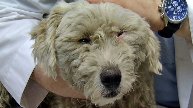 They say every dog has its day, and one little pooch certainly has quite a tale! He spent an hour Tuesday in a full out rush hour run. Dick Johnson reports.