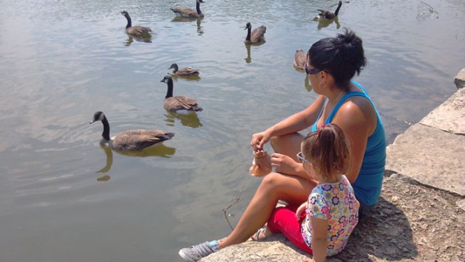 Poisoning is suspected in the deaths of multiple geese at two Chicago parks on the city's southwest side.