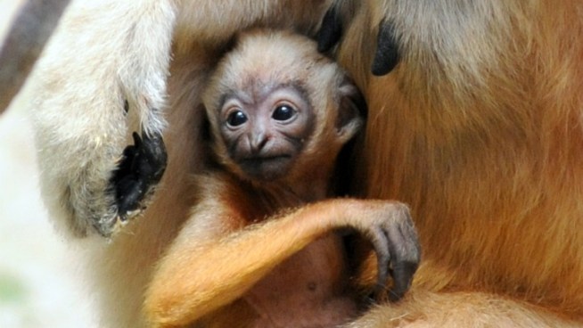 A male white-cheeked gibbon, born on Nov. 15, is ready for visitors, according to the Chicago Zoological Society.