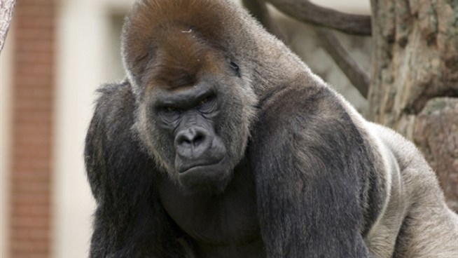 The party marks Lincoln Park Zoo's final exhibit day for JoJo, 31, who soon will move to Brookfield Zoo in the western suburbs in hopes he'll start a family.