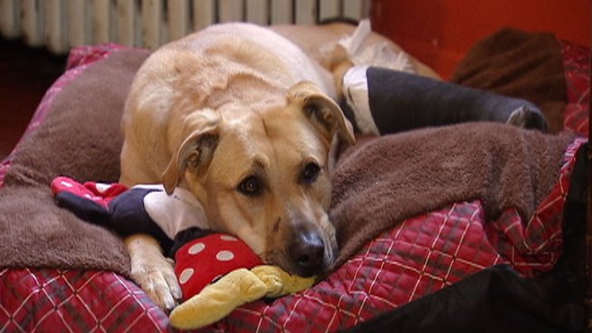 Lassie, a Labrador mix who darted around vehicles on the Kennedy Expressway on Monday, is back home with her family but needs surgery to keep her leg. Anthony Ponce reports.