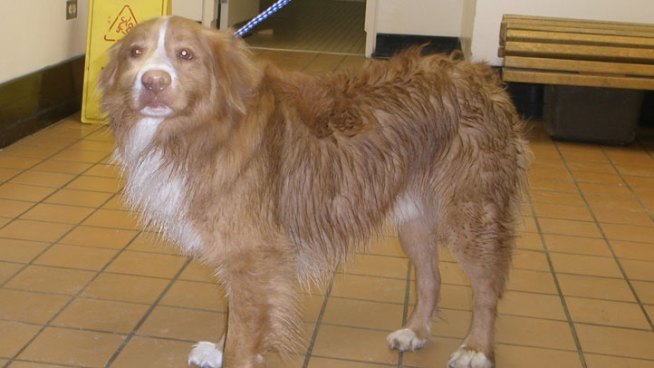 The dog's name is reportedly 