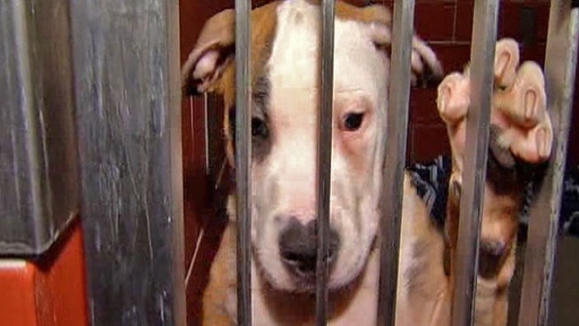 A Chicago man was charged Tuesday with aggravated animal cruelty after police, following a trail of blood on the sidewalk, said they found a pit bull puppy with scratches and open wounds on his stomach, paws and back. Police suspect Stanton Howard, 42, was teaching the dog how to fight.