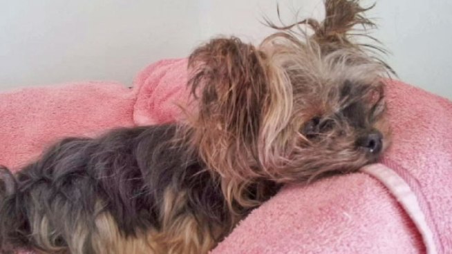 Nicole Brownell's dog was stolen in 2010, but a microchip was invaluable in setting up a reunion. Emily Florez reports.