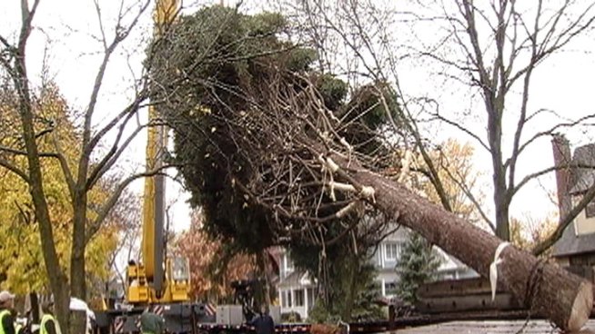 The Spangler family's 55-foot Colorado spruce will be placed in Daley Plaza for the 2011 holiday season.