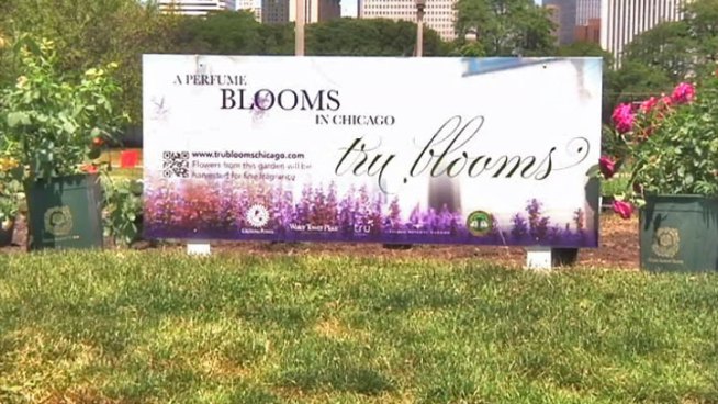 Chicago is getting it's own perfume made from roses, violets and lavender that's being grown right here in the city.