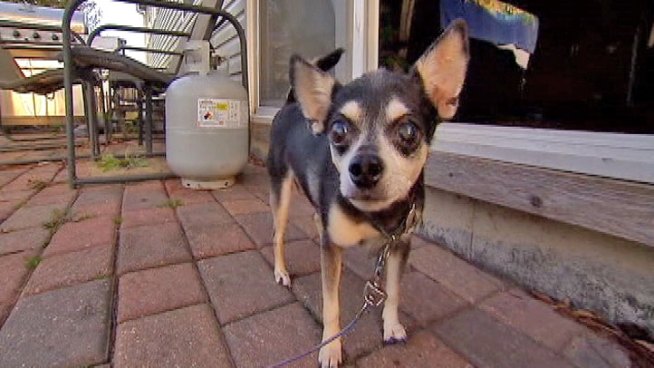 A 12-year-old Chihuahua proved to be tough as nails Thursday when he survived an attack by not one, but two coyotes outside his Antioch home. Natalie Martinez reports.