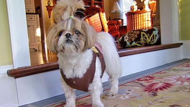 Jane Brooks and her daughter, Brittany Dean, describe how a large bird, described as a hawk, swooped down and latched onto their Shih Tzu, Zsa Zsa.