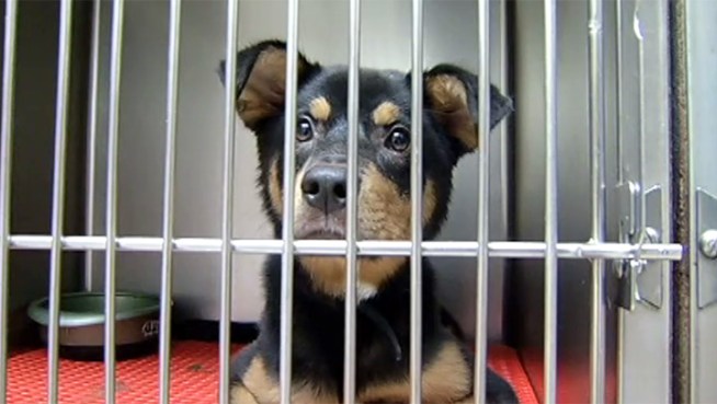 Gary shelter appeals to community to adopt animals.