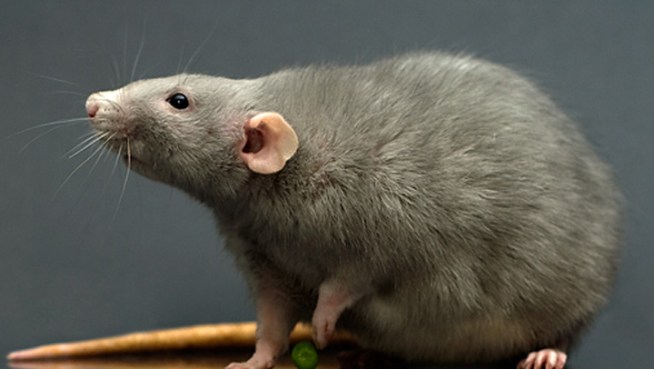 City Hall received a 28 percent increase in calls this year about the scurrying scavengers.