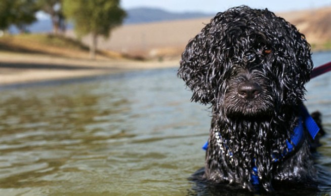 First Dog Coming to the White House Soon