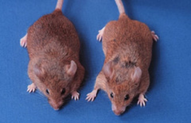 311 Call: Staff Killing Mice with Kitchen Knives