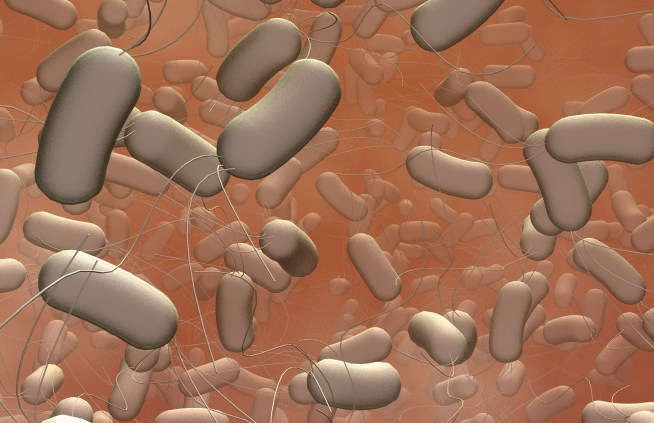 Salmonella Outbreak Hits 42 States