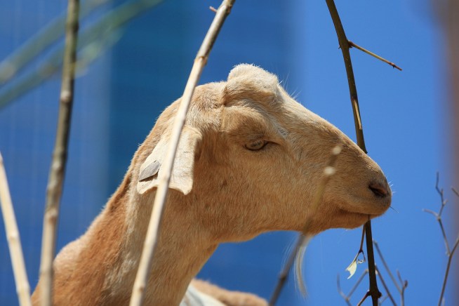 Bring on the Drunken Goat