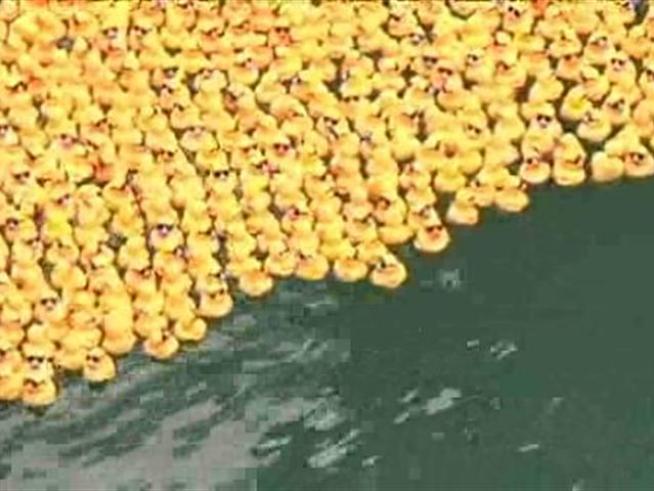 All it took was a few bucks to put a duck in the fourth annual Windy City Rubber Ducky Derby race benefiting athletes of the <a title=