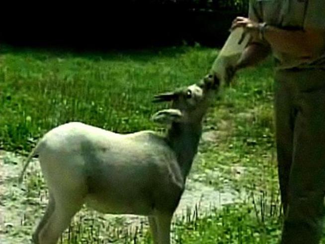 Zoo handlers feed Chad the baby Addax