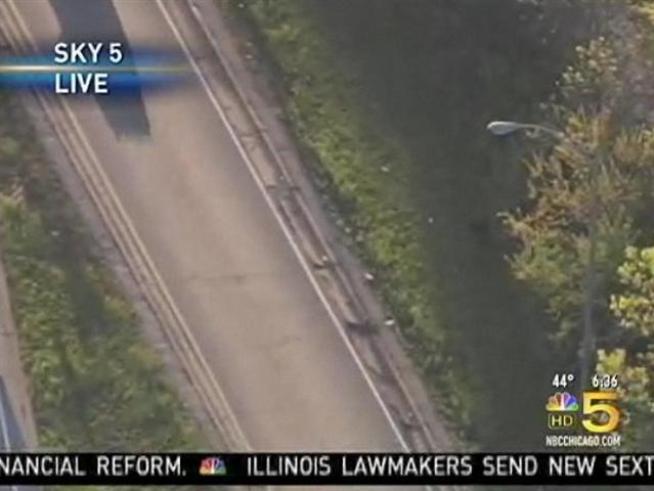 Traffic was slowed by a stray pit bull.