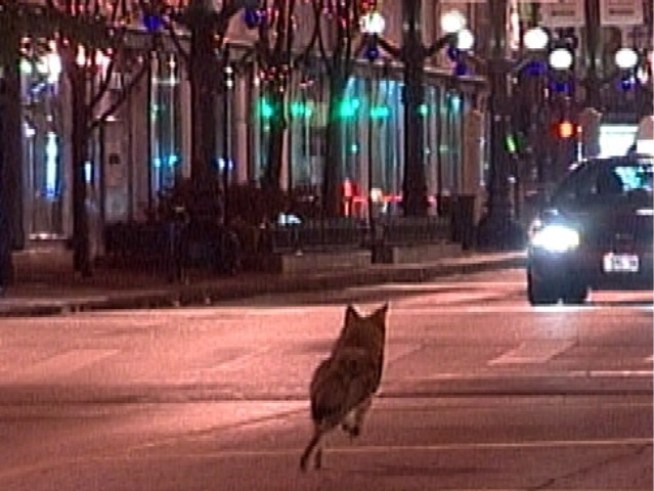 The furry, four-legged creature was captured on video running down <a title=