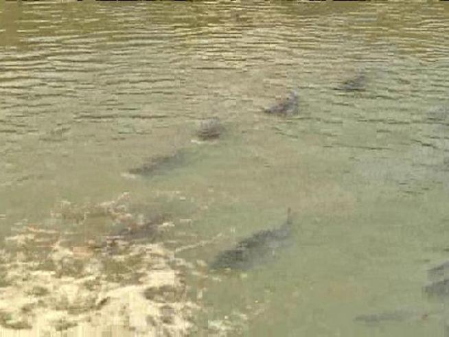 Fishermen at Garfield Park Lagoon talk about the gruesome discovery of hundreds of dead and dying fish.