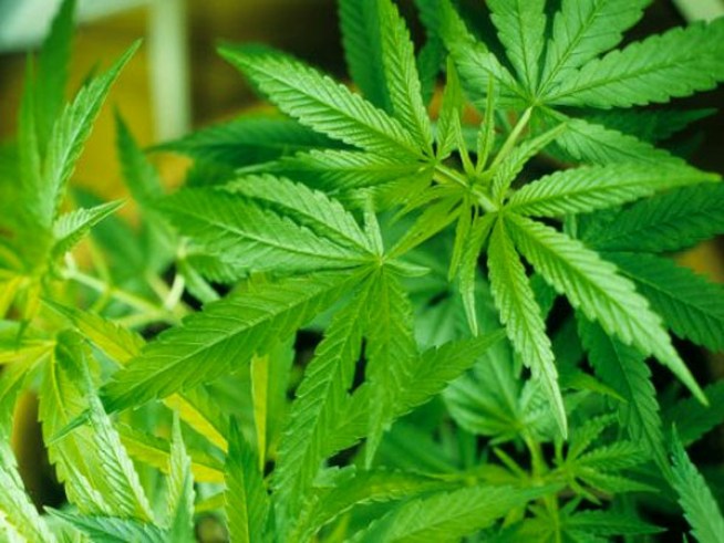 A Little Pot Could Get You a Ticket