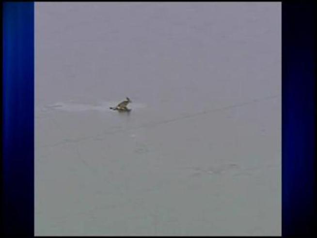 A wildlife officer risks his own life to help save four dear caught on thin ice in Utah.