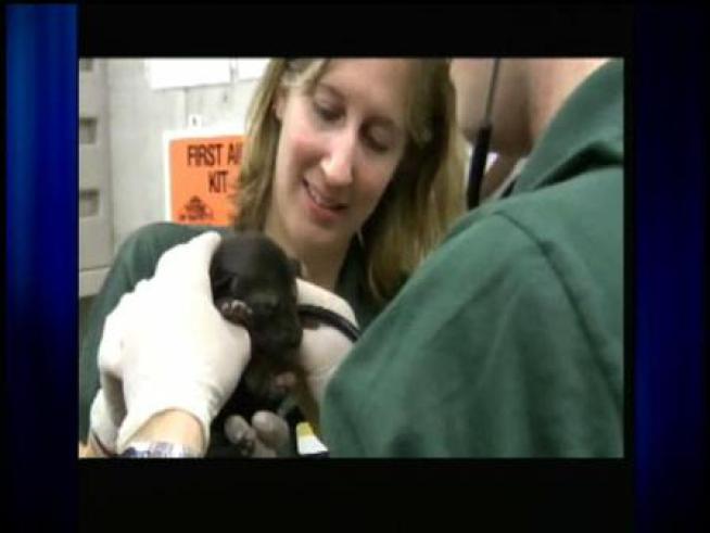 Six wolf pups from the Lincoln Park Zoo will be released into a wildlife refuge in North Carolina.