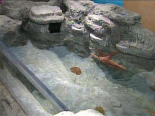 The Shedd Aquarium gave a sneak peek at the 