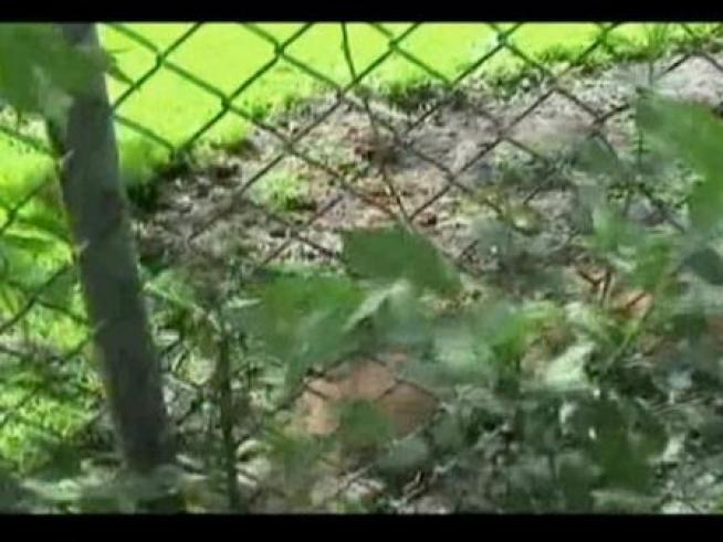 Eight pit bulls are rescued from the ring by Sheriff's deputies.