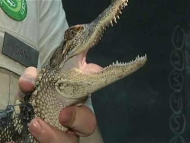 What's a 3-foot alligator doing in the Chicago River?