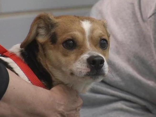 Nearly 100 dogs, mostly designer breed puppies, arrived in Chicago Monday night for what is hopefully the beginning of a better life.