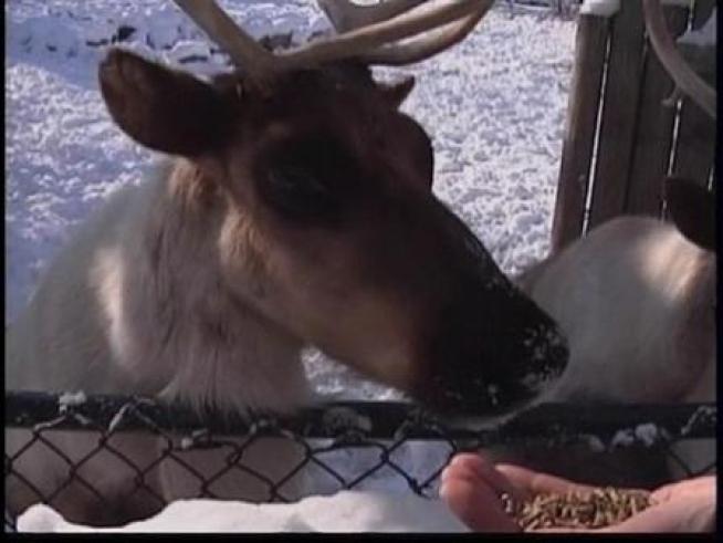 An Illinois woman makes reindeer poop from a local zoo into colorful beaded ornaments.