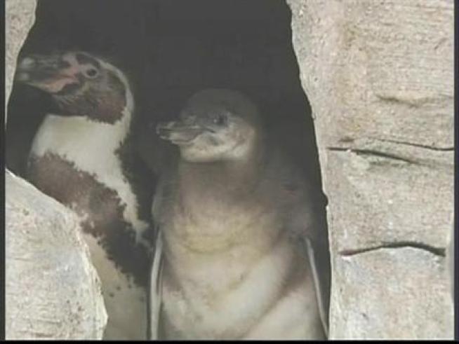 The gay penguins at Germany's Bremerhaven zoo are daddies.  Two male Humboldt penguins were given an egg after another couple threw it out of their nest.  And the happy couple are raising the chick as their own.