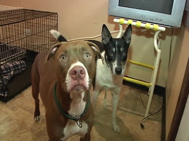 A female pit bull and male Aussie mix breed apparently were abandoned by their owners Tuesday on Howard Street Beach.