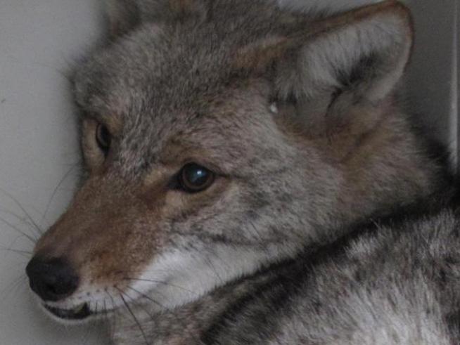 A coyote gets too close for comfort within the city limits.